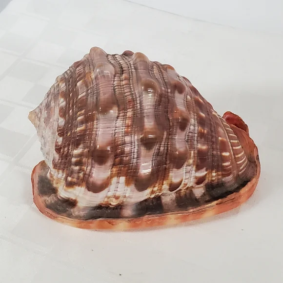 Bullmouth Helmet Shell - Picture 2 of 5